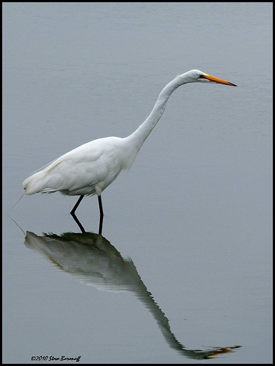 _0SB6464 great egret.jpg